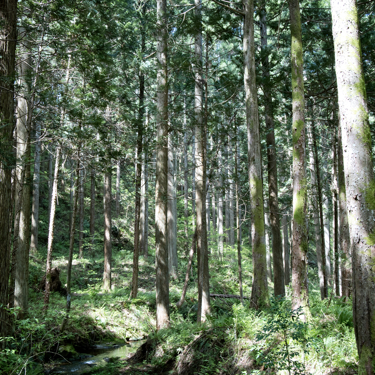 サステナブル木材「能登ヒバ」で里山保全に